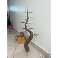 Thân cây mai đào Tết cao 100cm nhiều nhánh và cành