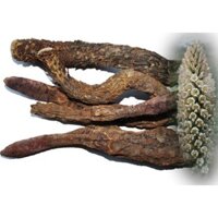 Thần Dược cho Phái mạnh Nhục Thung  Dung  100g