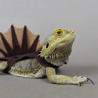 Thằn lằn Chameleon / Quần áo vui nhộn / Phụ kiện nỉ khủng long thú cưng nhỏ