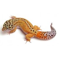 Thằn Lằn Da Báo (Leopard Gecko)