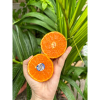 {Thanh Fruit HỎA TỐC } Quýt Úc "mỏng vỏ, ngọt thơm, mọng nước "