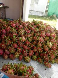 Thanh long ruột đỏ 8k/kg bao cước