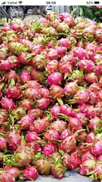 thanh long ruột đỏ bán sỉ giá đầu tấn 4k, đầu tạ 5k
