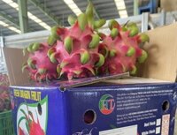 "Thanh long trái ruột đỏ-Bình Thuận (Loại 1, >480 gam)"-9kg/Thùng