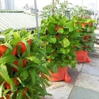 Tháp trồng rau hữu cơ Eco(tháp trồng rau thông minh) - tháp trồng rau trên sân thượng nhà phố tiết kiệm diện tích