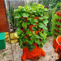 THÁP TRỒNG RAU HỮU CƠ Hiệu quả cao, tối ưu diện tích, kết cấu chắc chắn, có lõi xử lý rác thải hữu cơ, an toàn và giảm công chăm sóc. - 5 Tháp