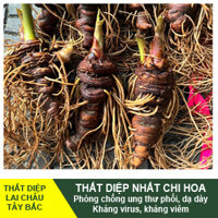 Thất Diệp Nhất Chi Hoa Lai Châu Tây Bắc