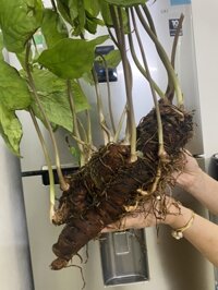 Thất diệp nhất chi hoa