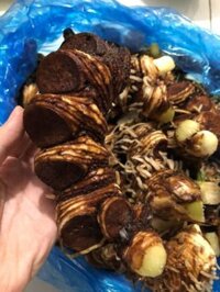 Thất Diệp Nhất Chi Hoa