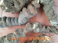 Thất Diệp Nhất Chi Hoa