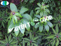 Thất Diệp Nhất Chi Hoa