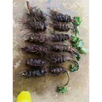 Thất diệp nhất chi hoa(củ rắn cắn)