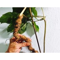 thecool21 Hạt Giống Sâm Ngọc Linh ( 50 - 200 hạt )