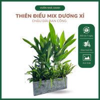 Thiên điểu mix dương xỉ- Chậu dài cây xanh trang trí văn phòng, nhà ở- Cây nội ngoại thất cao cấp Bác Hai Garden