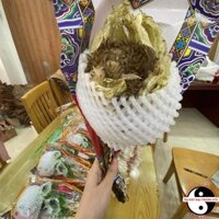 Thiên sơn tuyết liên hoa, hoa sen tuyết Tây Tạng khô (25 - 30g). Hoa tuyết liên sơn bồi bổ sinh lực tăng cường khí huyết