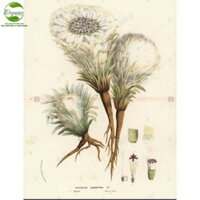 Thiên Sơn Tuyết Liên Hoa Bhutan – Tiên dược tráng dương, cường thận