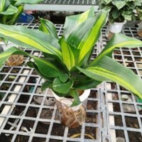 Thiết Mộc Lan Trồng Thủy Sinh