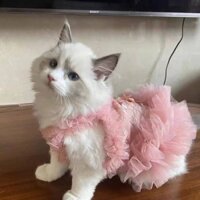 Thin Sweetheart Lace Princess Cute Spring and Summer Pet Cat Cat Clothes Dog Pet Dress Suspender Skirt JXiO