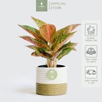 Thịnh Vượng x Chậu Gốm Sứ Poro size 14 cm (đường kính) - Cây để bàn làm việc