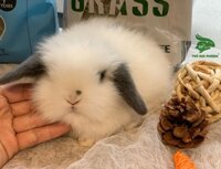 Thỏ cảnh MiniLop