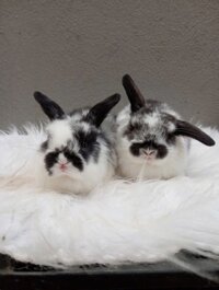 THỎ MINILOP ĐỐM