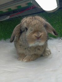 Thỏ minilop – nâu
