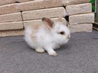 THỎ MINILOP TRẮNG KHOANG VÀNG – 800K