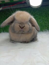 Thỏ minilop – vàng nâu