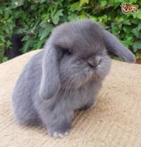 THỎ MINILOP XÁM – 800K