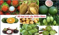 Thống Kê Số Liệu Cây Thuốc Nam Ở Phía Bắc: Tiềm Năng Và Thực Trạng