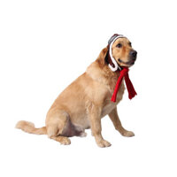 Thú Cưng Phi Công Mũ Khăn Cho Chó Mũ Không Quân Thời Trang Chó Nón Mèo Dự Tiệc Cung Cấp Vừa Lớn Chó Mũ Đội Đầu Khăn Cho Thú Cưng Bộ Phụ Kiện