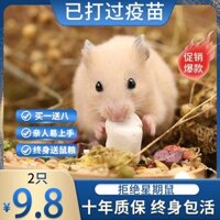 Thú sống nhỏ cho hamster, chồn bạc đã tiêm phòng, kèm theo chuồng, mùn gỗ không bụi, thú cưng hamster vàng sống trong nhà