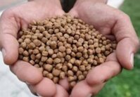 Thức Ăn Cá Cảnh Cho Cá Thần Tiên