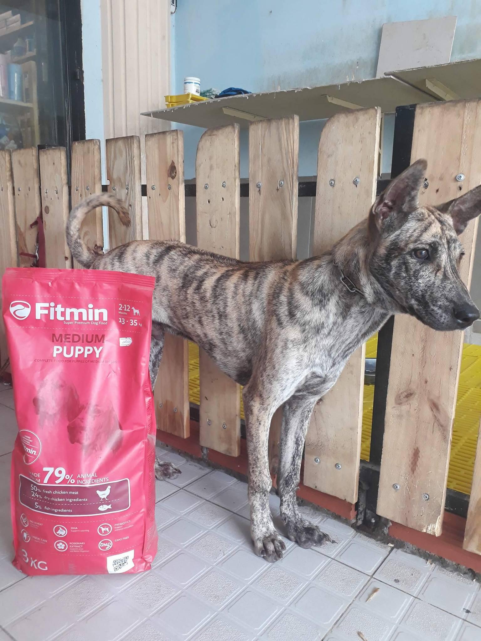 Thức ăn cho chó Fitmin Medium Puppy - 3kg, dành cho chó con giống vừa