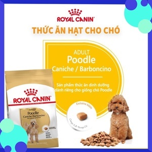 Thức ăn cho chó Royal Canin Poodle Adult - 1.5kg, dành cho Poodle trên 10 tháng tuổi