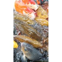 Thức ăn dành cho cá koi Koi Food 3kg