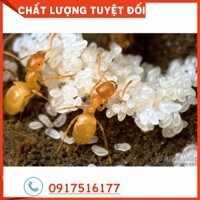 Thức ăn dành cho chim cảnh, Hạt cào cào non + Trứng Kiến Vàng sấy khô. Rất tốt cho chim thay lông + Vô lửa có tại shopee