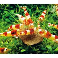 THỨC ĂN TÉP KIỂNG TĂNG VI SINH