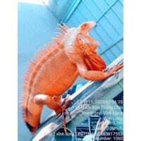 Thức ăn tổng hợp BIG. cho iguana(300g)