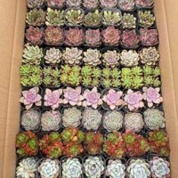 Thực vật nhiều thịt ghép thùng ghép toàn bộ thùng có chậu tóc đinh hương Cẩm Hoàng Tinh 70 chậu một thùng cá