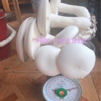 Thùng nấm hoàng đế cao cấp trồng tại nhà