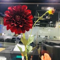 Thược dược giả giấy nhún Ý thủ công nghệ thuật