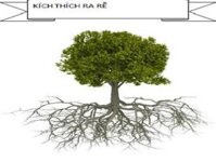 Thuốc kích thích ra rễ N3M 100ml