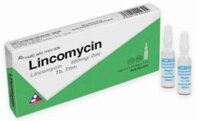 Thuốc Lincomycin 600mg/2ml – Điều Trị Nhiễm Khuẩn Nặng (Hộp 10 ống x 2ml)