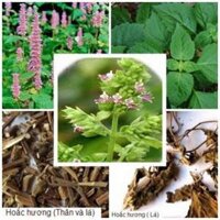 Thuốc Nam trị đau bụng tiêu chảy do hàn thấp
