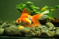 Thuốc Trị Bệnh Nấm Cho Cá 3 Đuôi