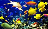 Thuốc Trị Bệnh Nấm Cho Cá Cảnh Tetra Nhật