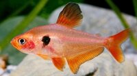 Thuốc Trị Bệnh Nấm Cho Cá Hồng Nhung