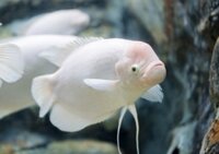 Thuốc Trị Bệnh Nấm Cho Cá Phát Tài