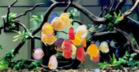 Thuốc Trị Bệnh Nấm Cho Cá Thuỷ Sinh